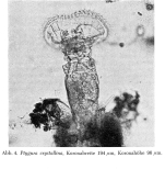 Ptygura crystallina