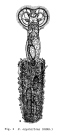 Ptygura crystallina