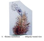 Ptygura crystallina