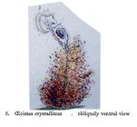 Ptygura crystallina