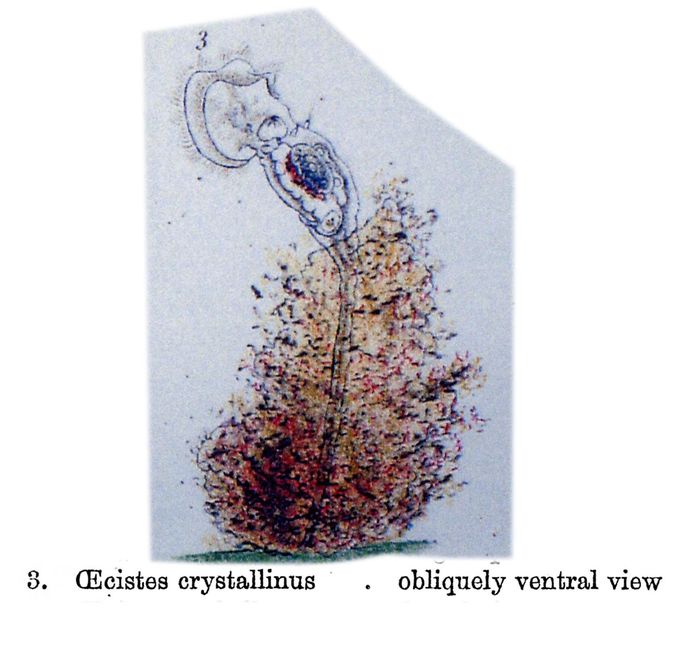 Ptygura crystallina Ptygura crystallina