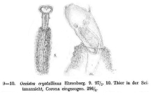 Ptygura crystallina