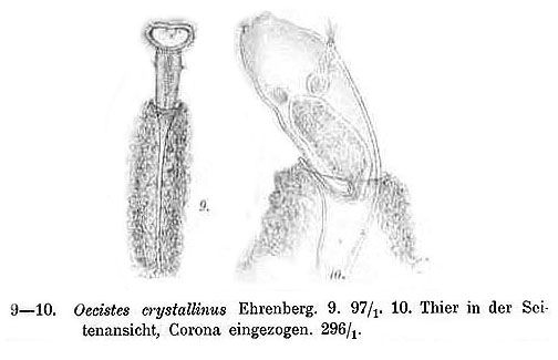 Ptygura crystallina Ptygura crystallina