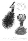 Ptygura crystallina