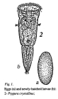 Ptygura crystallina