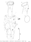 Ptygura crystallina