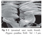 Ptygura crystallina
