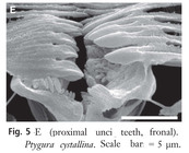 Ptygura crystallina