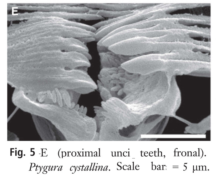 Ptygura crystallina Ptygura crystallina