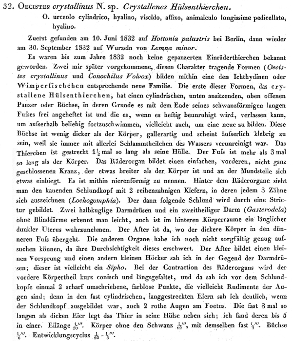 Ptygura crystallina - Original description image