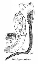 Ptygura ctenoida