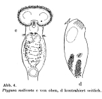 Ptygura ctenoida
