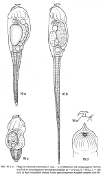 Ptygura ctenoida