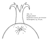 Ptygura elsteri