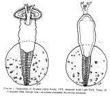 Ptygura elsteri