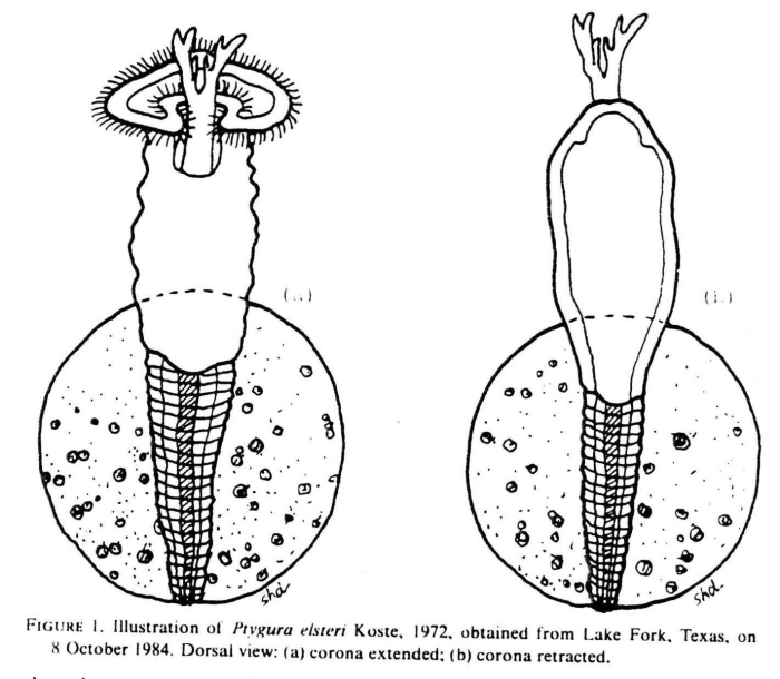 Ptygura elsteri