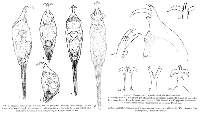 Ptygura elsteri - Original description image