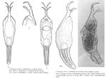 Ptygura elsteri f. thailandensis - Original description image
