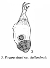 Ptygura elsteri thailandis