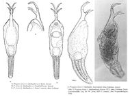 Ptygura elsteri thailandis
