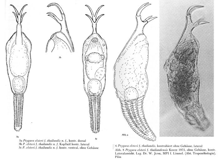 Ptygura elsteri thailandis Ptygura elsteri thailandis
