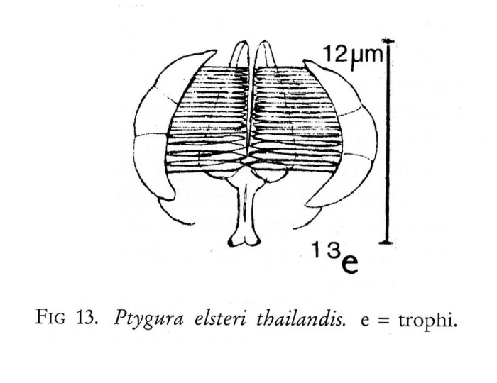 Ptygura elsteri thailandis Ptygura elsteri thailandis