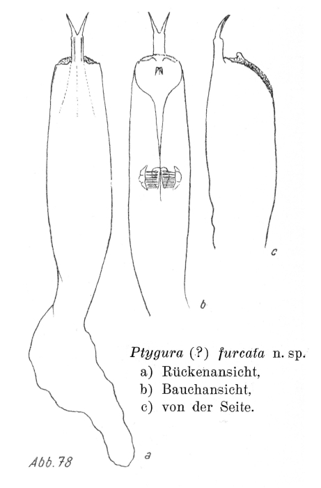 Ptygura furcata - Original description image