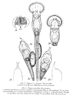 Ptygura furcillata