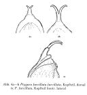 Ptygura furcillata
