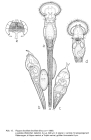 Ptygura furcillata