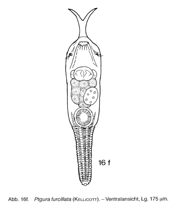 Ptygura furcillata Ptygura furcillata
