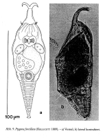 Ptygura furcillata