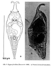 Ptygura furcillata