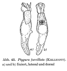 Ptygura furcillata