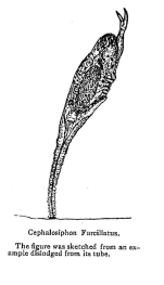 Ptygura furcillata - Original description image