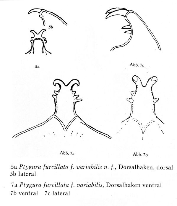 Ptygura furcillata f. variabilis - Original description image
