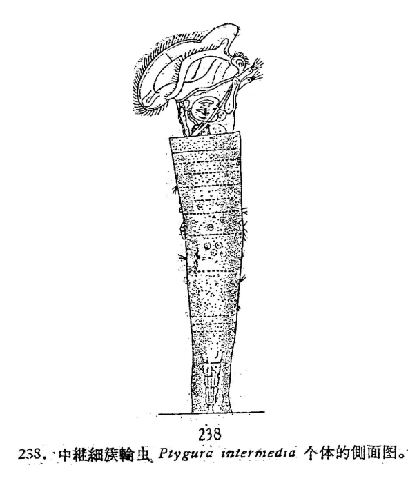 Ptygura intermedia