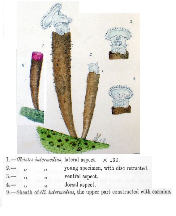 Ptygura intermedia - Original description image