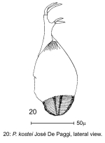 Ptygura kostei