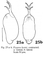 Ptygura kostei - Original description image