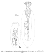 Ptygura libera