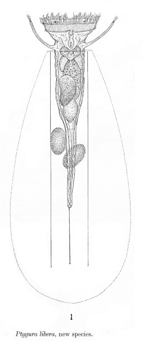 Ptygura libera - Original description image