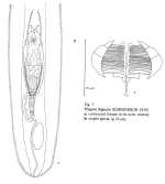 Ptygura linguata