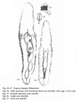 Ptygura linguata