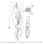 Ptygura linguata