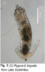 Ptygura linguata