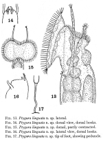Ptygura linguata - Original description image