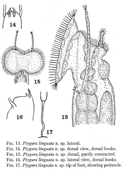 Ptygura linguata - Original description image