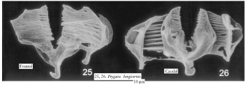 Ptygura longicornis