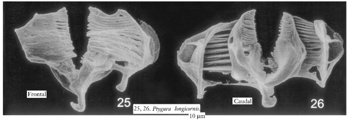 Ptygura longicornis Ptygura longicornis